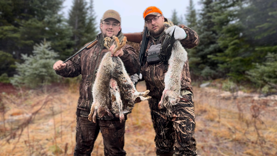 Rabbit Harvesting In Newfoundland